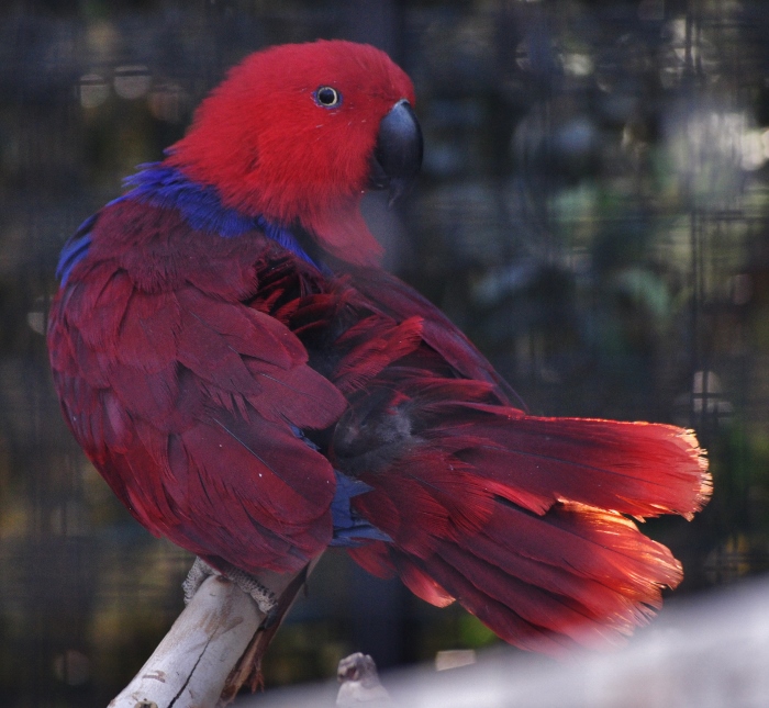 female eclectur parrot
